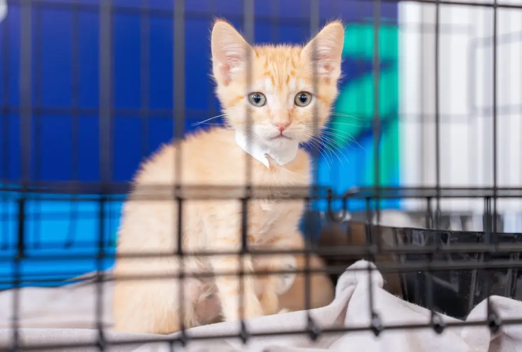 Lemon waits to be adopted during CatCon at the Pasadena...