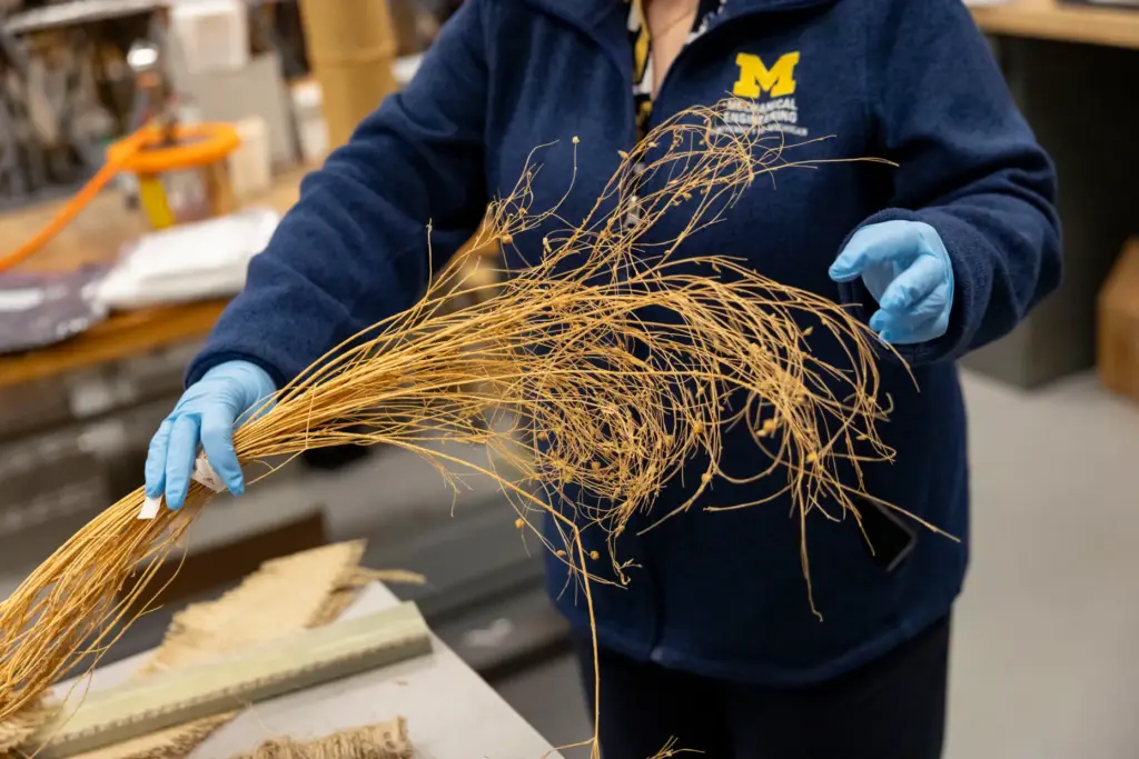 University of Michigan professor Miki Banu holds flax straw in...