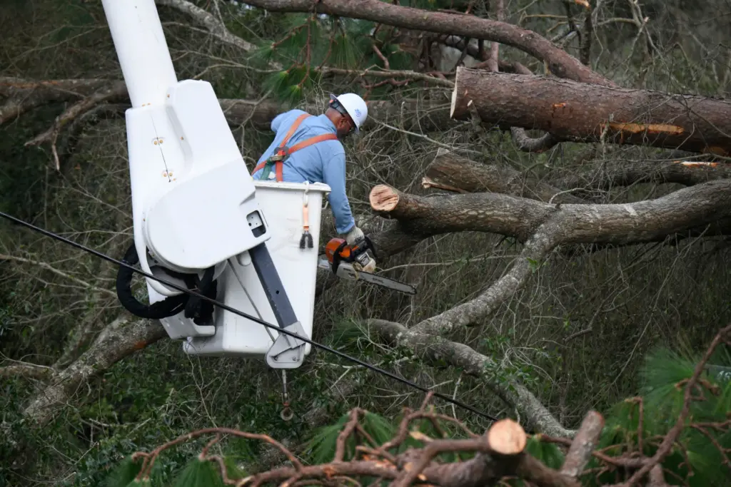 Florida Power & Light worker Yosvany Quintero clears downed tree...