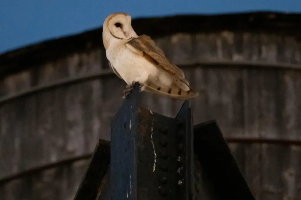 An American Barn Owl sits perched on a water tower...