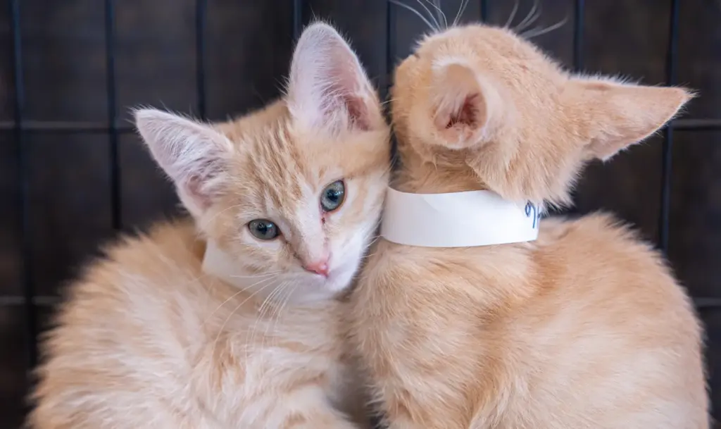 Boba, left, and Mochi wait to be adopted during CatCon...