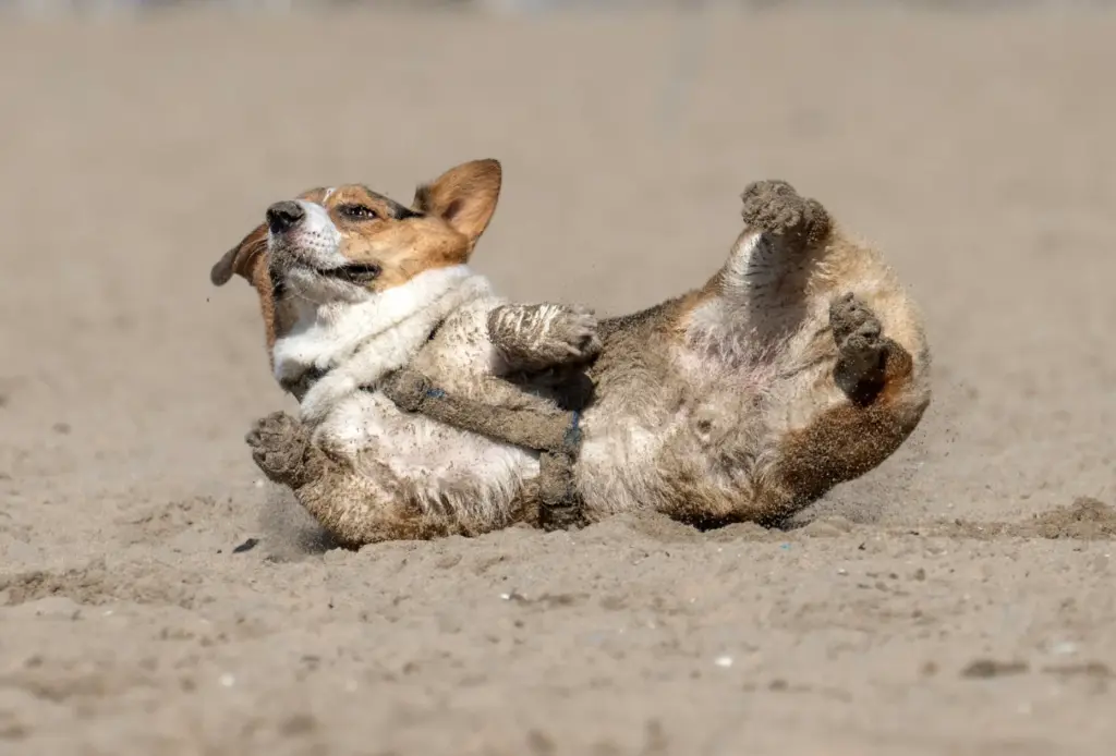 A pup rolls in the sand during Corgi Beach Day...