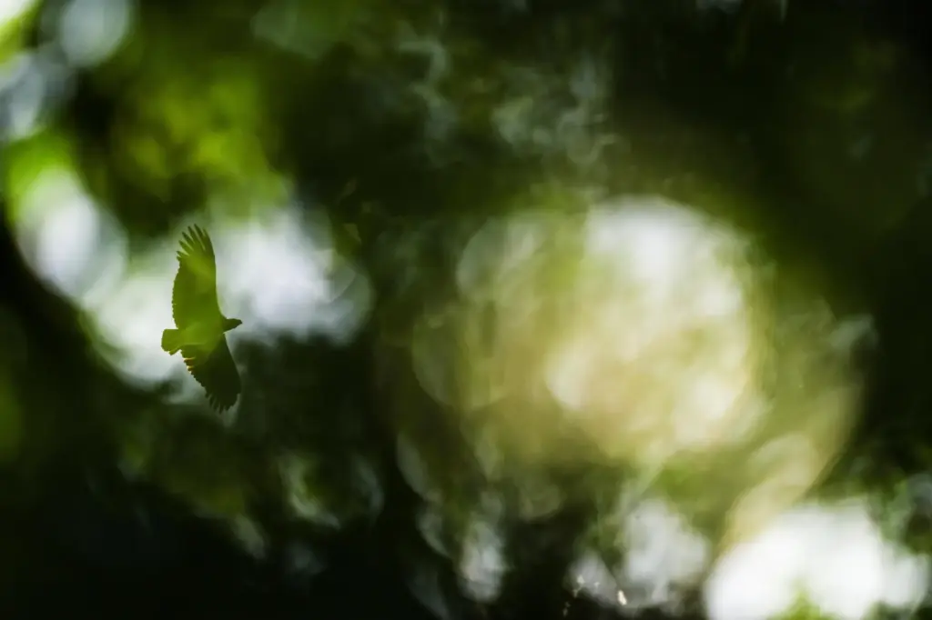 A king vulture flies in Ebbatop, Suriname, Sunday, Sept. 27,...