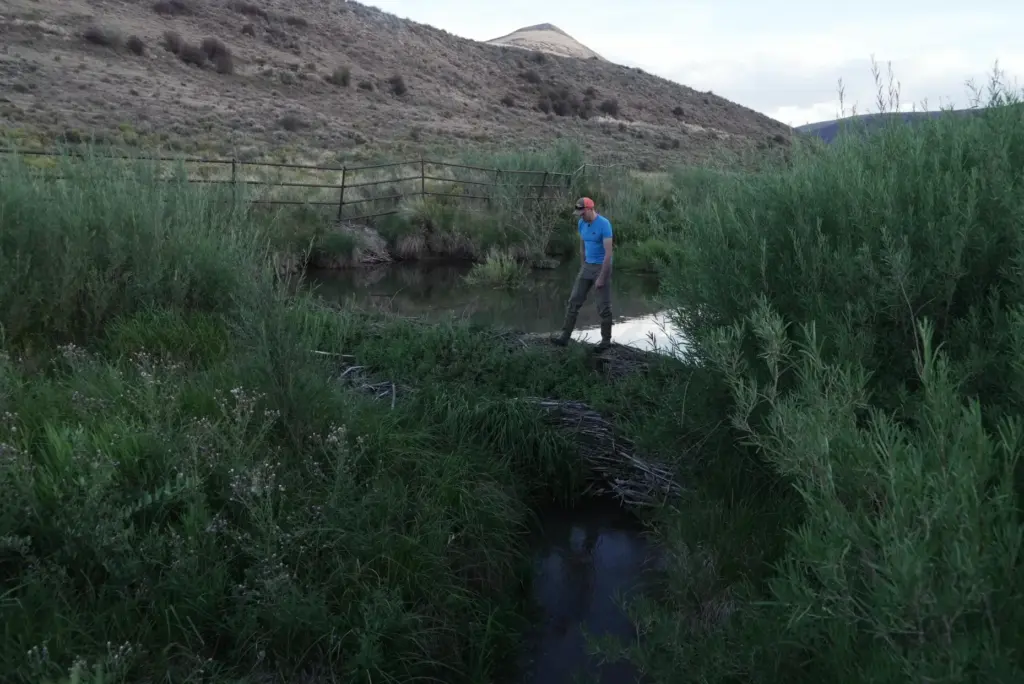 Jackson Ramsey walks over a beaver dam on his property...