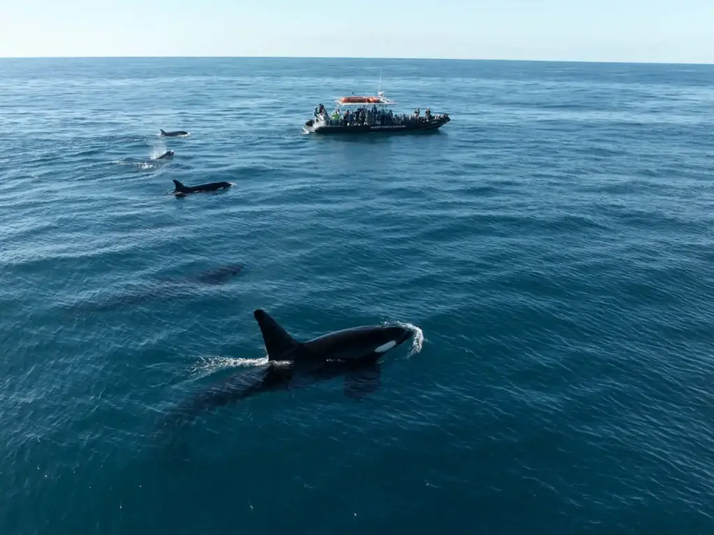 A pod of orcas rarely seen off of Southern California...