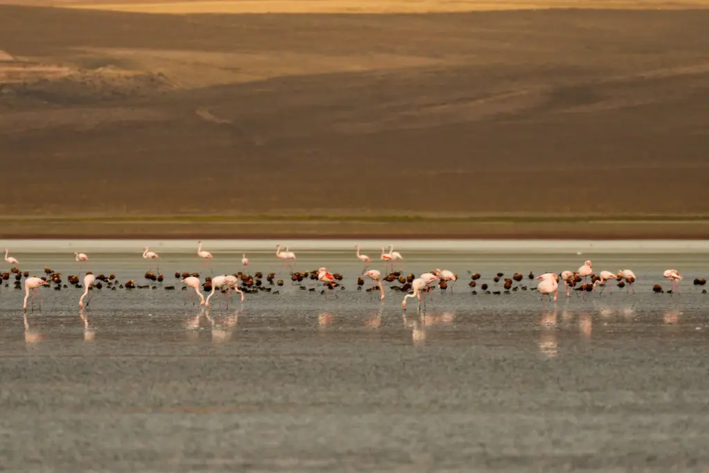 Flamingos feed at Duden Lake in Turkey.