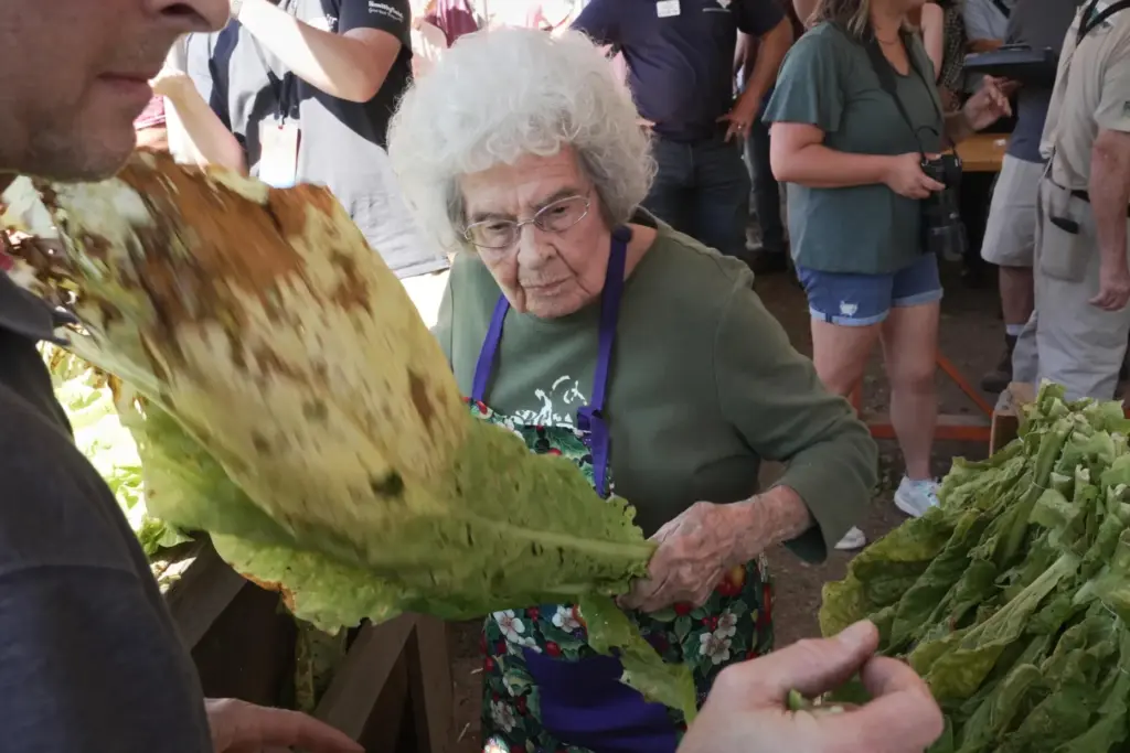 Ruth Coats, the oldest contestant, hands a tobacco leaf to...