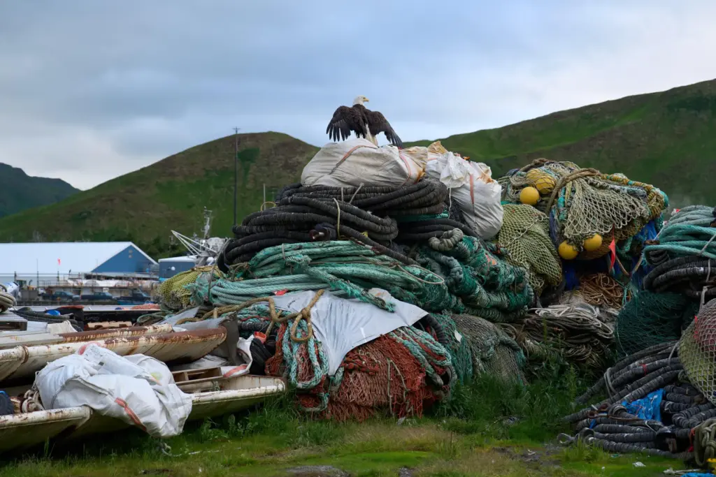 A bald eagle stands atop fishing gear in Dutch Harbor,...