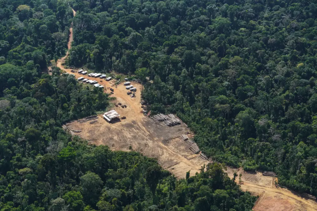 An illegal logging camp is visible in the Saamaka territory...