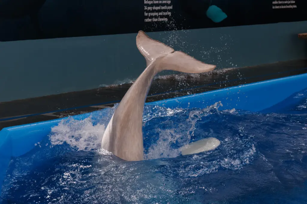 San Diego, California – After a 12-hour journey, a beluga...