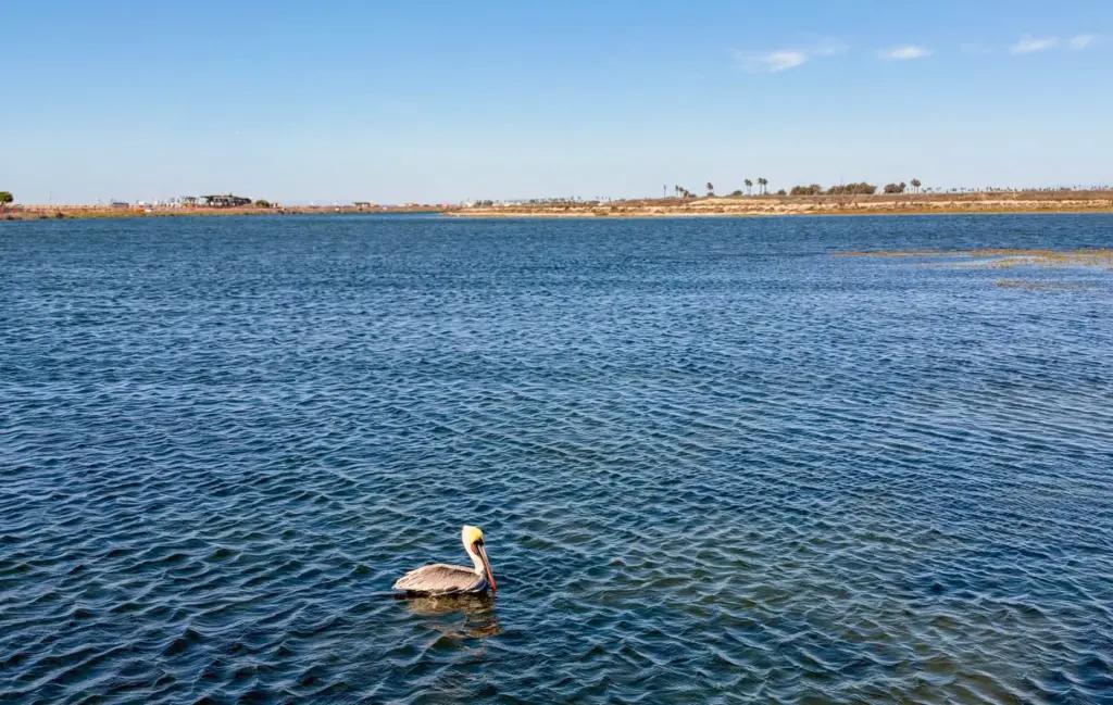 A pelican floats in the Bolsa Chica Wetlands takes pictures...