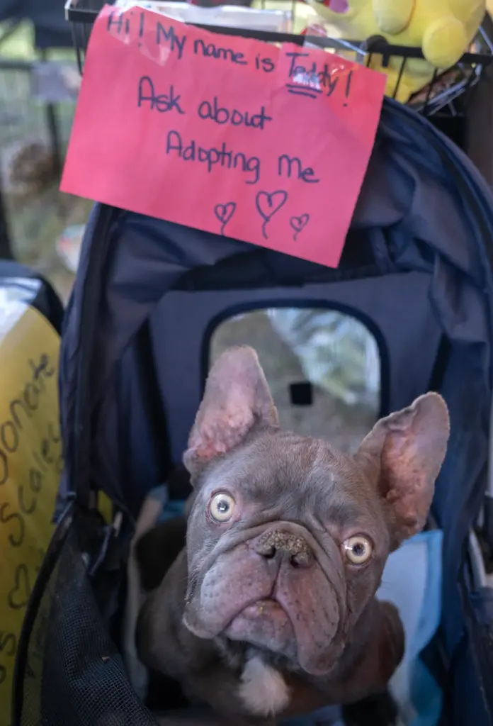 Teddy’s soulful eyes beckon people to adopt her from the...
