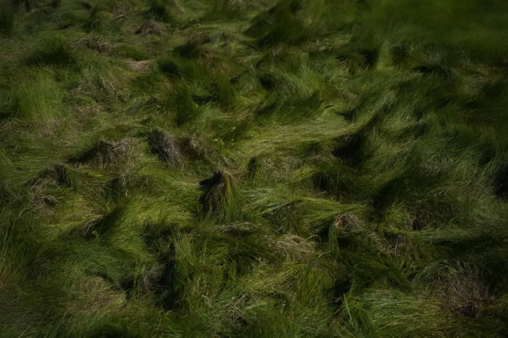 Sweetgrass grows among a variety of grasses in Bass Harbor...