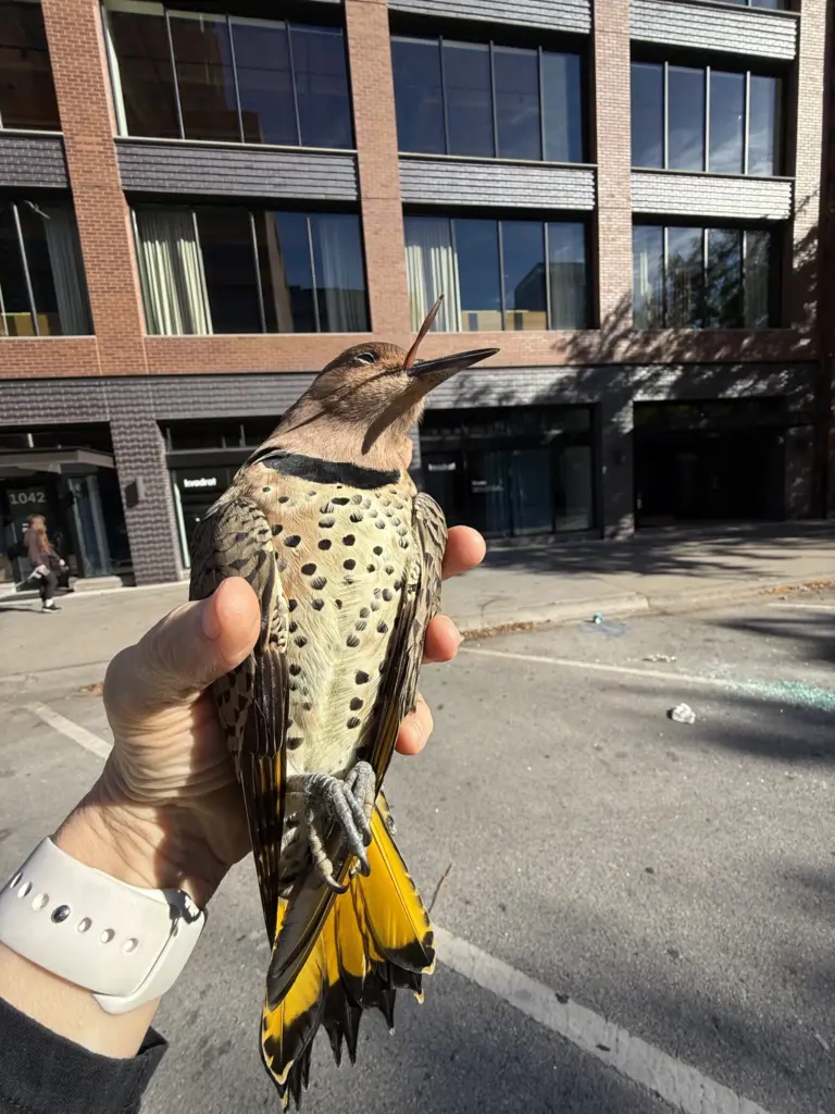 A dead northern flicker is recovered by Jennifer Bell, a...