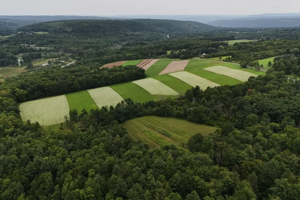 Buckwheat grows in a field in Newfield, New York.