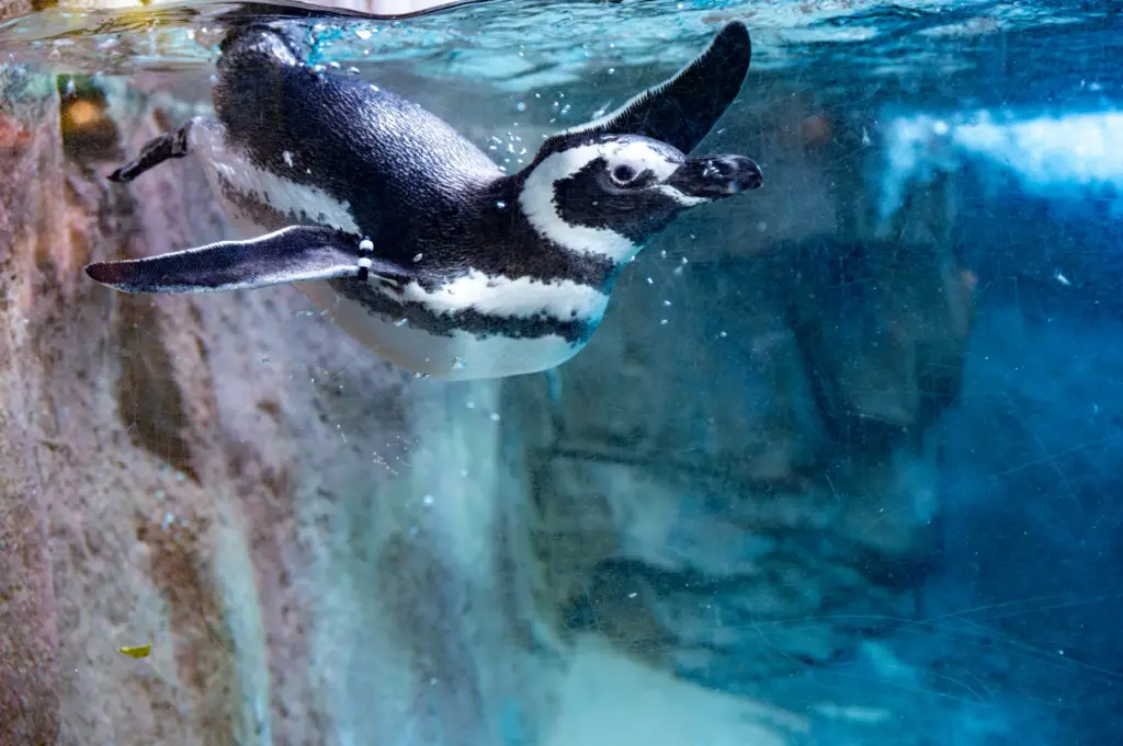 Six Magellanic penguins from the Long Beach Aquarium and SeaWorld...