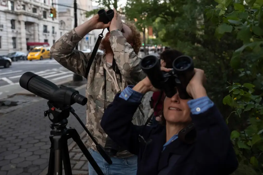 People look at American Barn Owls sit perched on a...