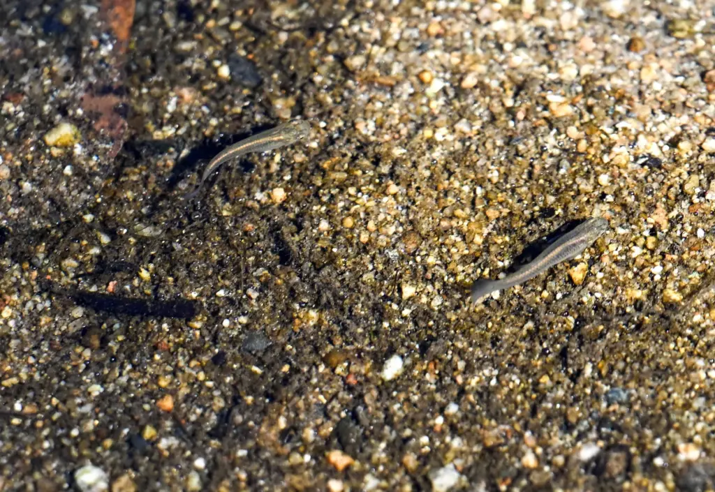 Small fish in the water of the Santa Ana River...