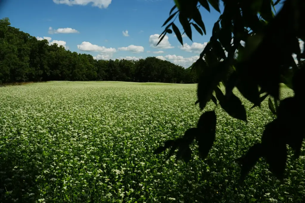 Buckwheat grows in a field.