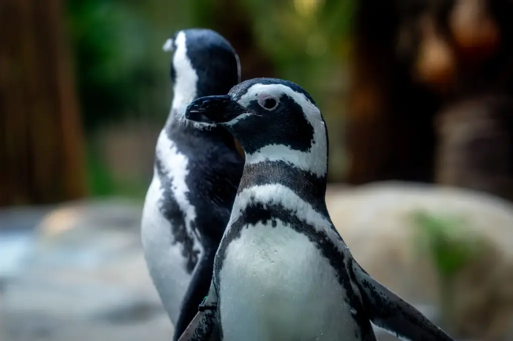 Six Magellanic penguins from the Long Beach Aquarium and SeaWorld...