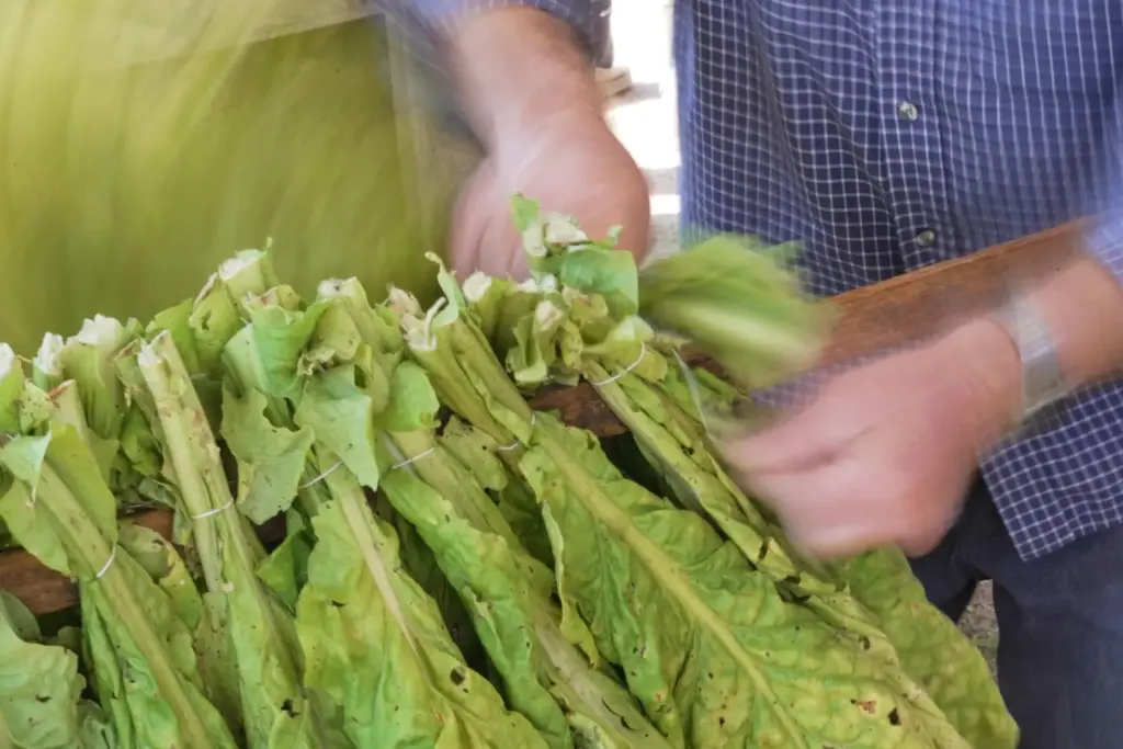 A man wraps twine around bundles of leaves during the...