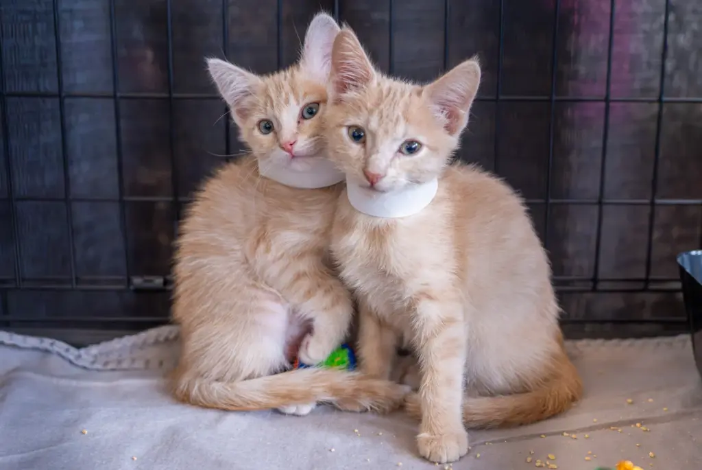 Boba, left, and Mochi wait to be adopted during CatCon...
