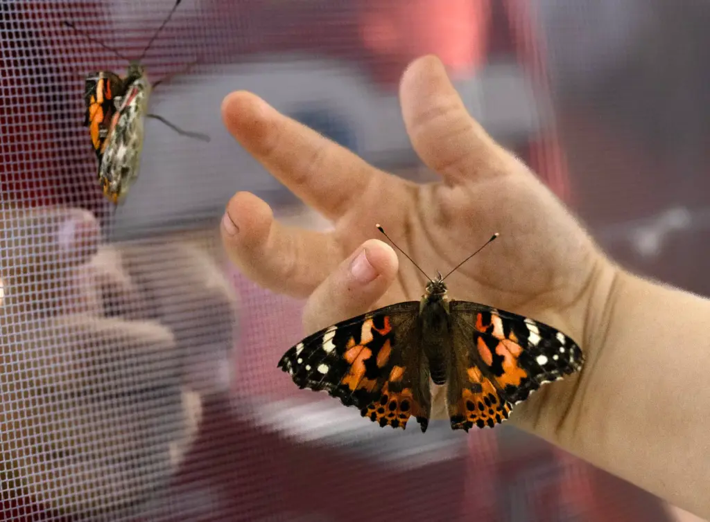 Children experience butterflies inside a booth at the Silverado Days...