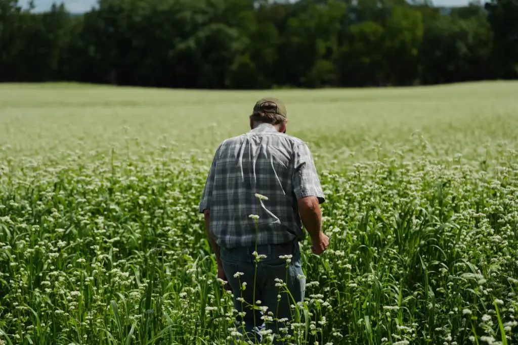 Klaas Martens, an organic farmer, walks through a field of buckwheat.