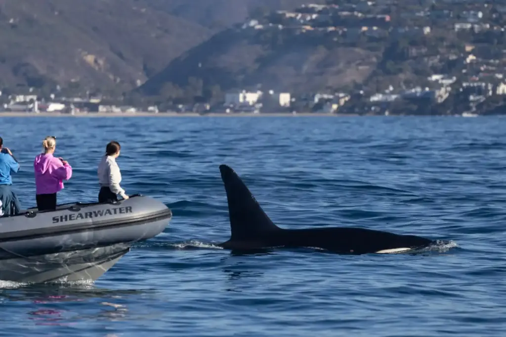 A pod of orcas rarely seen off of Southern California...