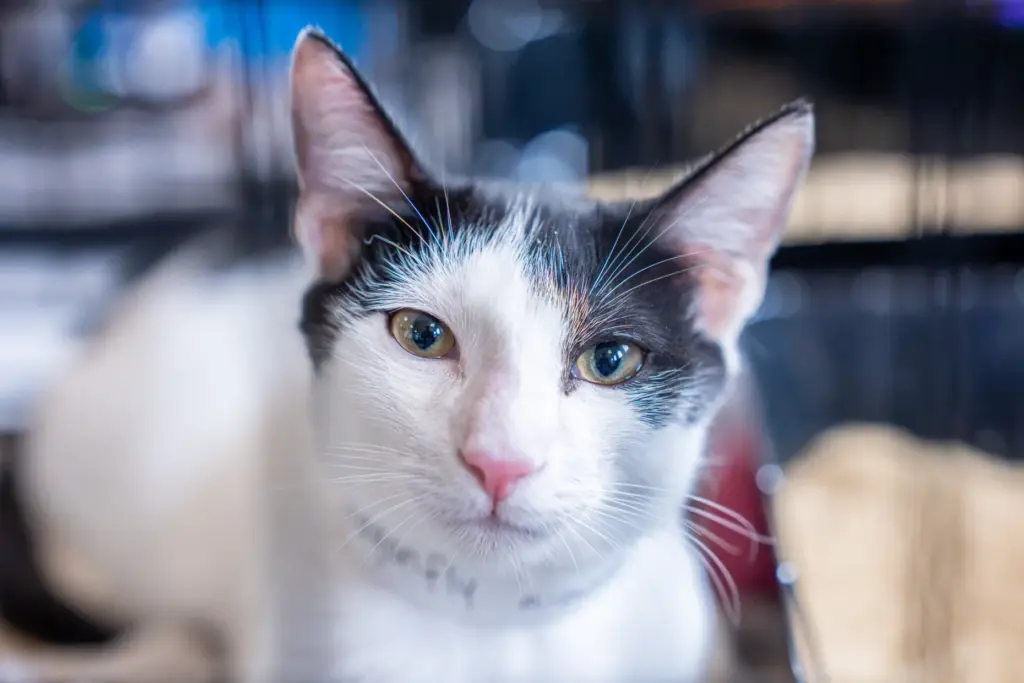 Dragonfly waits to be adopted during CatCon at the Pasadena...