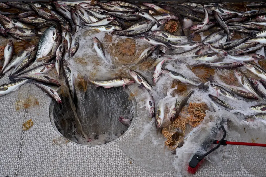 Pollock, chum salmon, jellyfish and basket stars, into a ship's hatch.