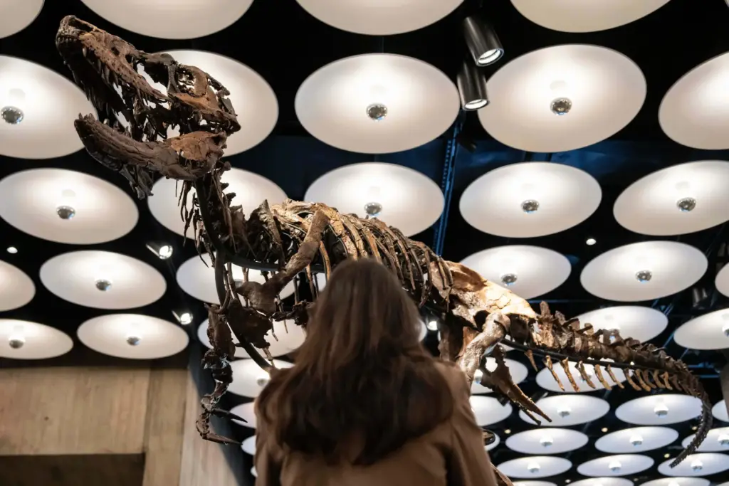 A person looks at Jodi, a mounted Nanotyrannus skeleton, of...
