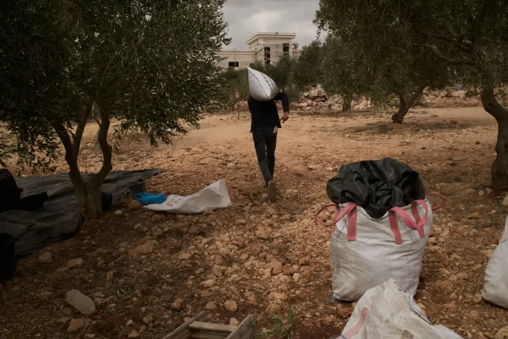 A Palestinian man carrying a sack of olives runs away...