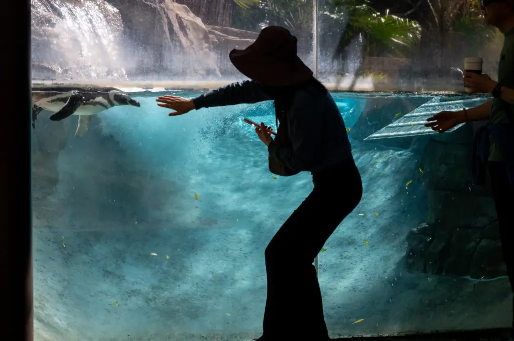 Six Magellanic penguins from the Long Beach Aquarium and SeaWorld...