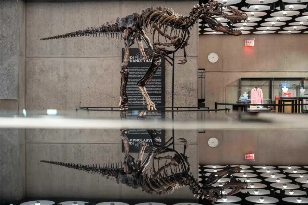 Jodi, a mounted Nanotyrannus skeleton, of the Cretaceous Period, approximately...