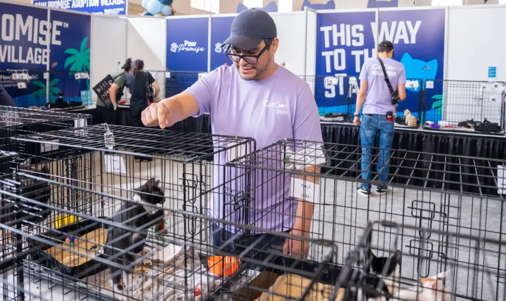 James Cortez plays with a cat during CatCon at the...