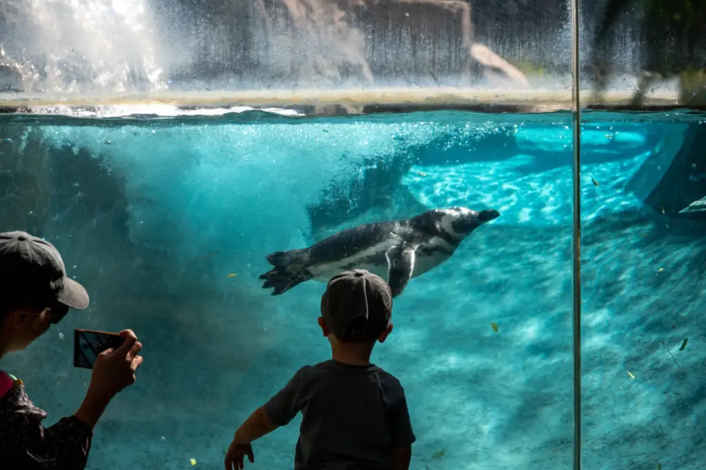 Six Magellanic penguins from the Long Beach Aquarium and SeaWorld...