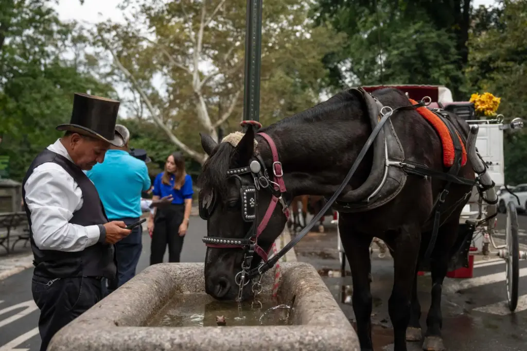 A carriage horse that takes people on rides through Central...