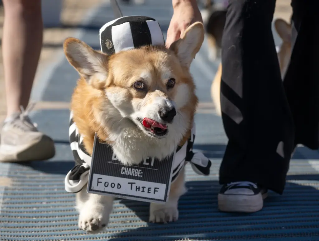 Hercules dons a prison uniform during the Fall Corgi Beach...