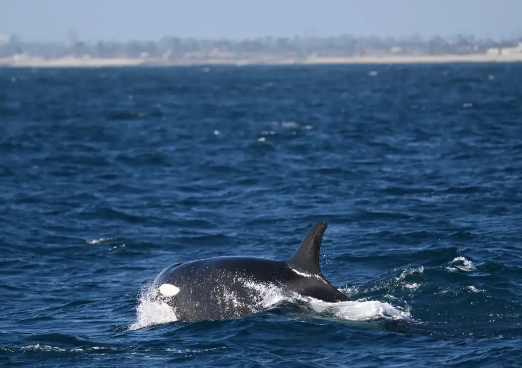 An Orca swims in the waters off Newport Beach on...