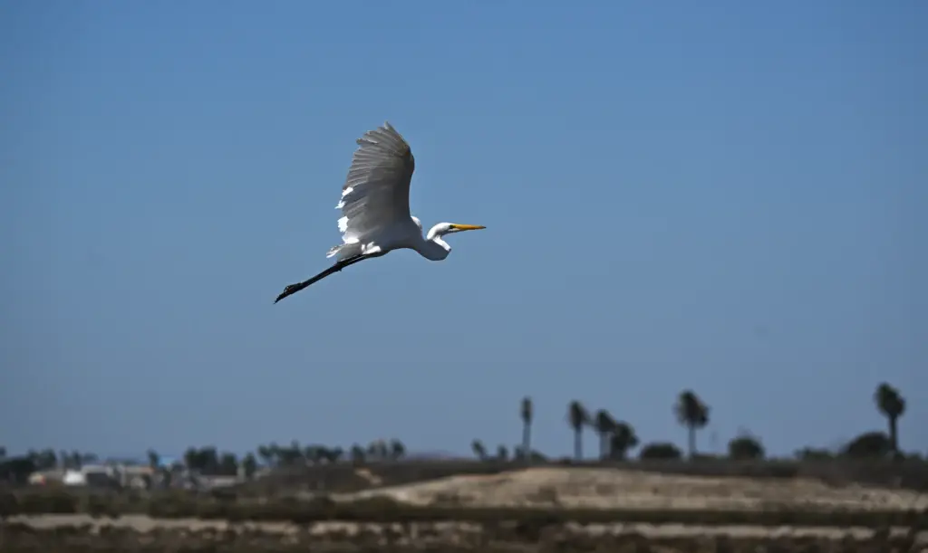 A Great Egret flies over the Bolsa Chica Wetlands takes...
