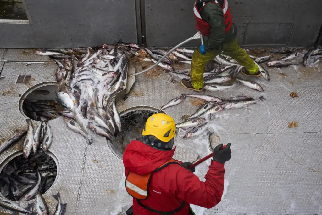 Crew members sweep pollock and bycatch, including jellyfish, basket stars...