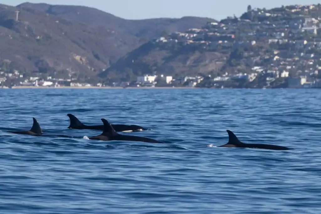 A pod of orcas rarely seen off of Southern California...