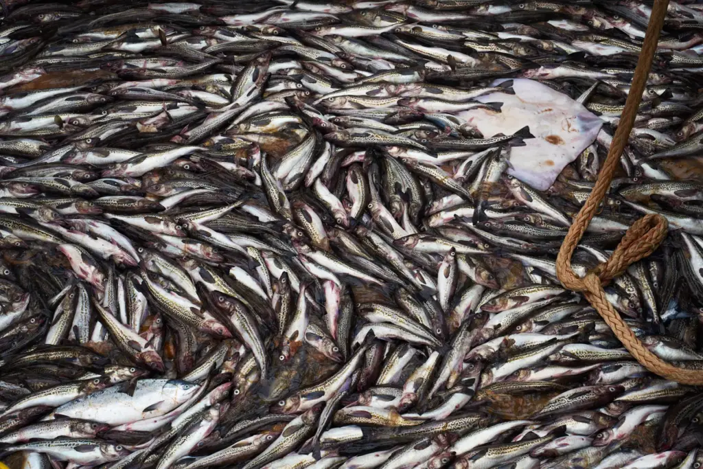 Bycatch including a skate, right, and a chum salmon, left,...