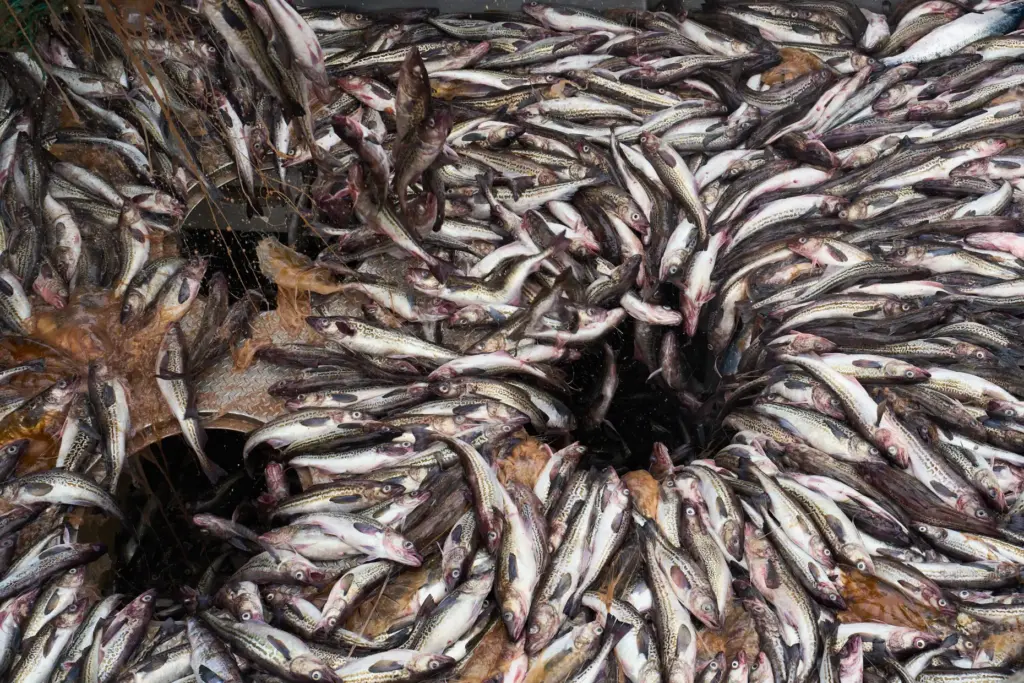 Pollock spill into a hatch aboard the F/V Progress alongside...