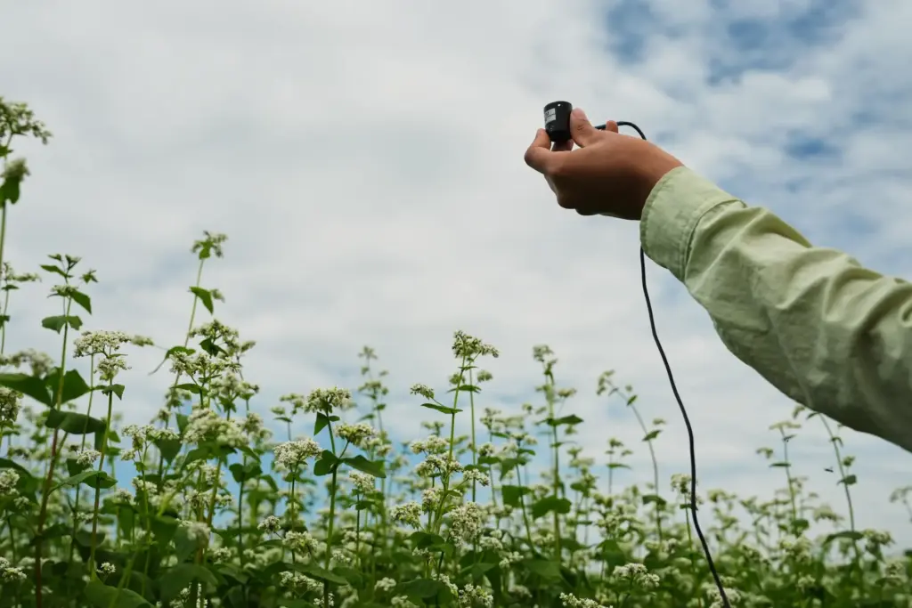 Ana Roldan uses a light meter to measure the amount of sunlight on a buckwheat field.