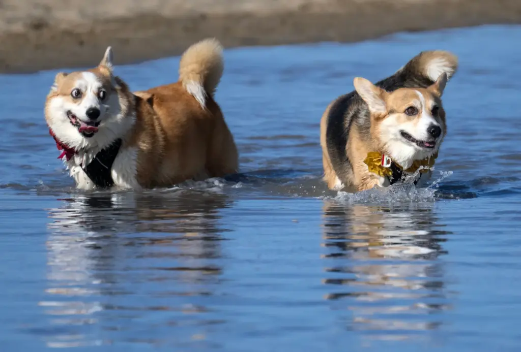 Corgis play together in the water during the Fall Corgi...