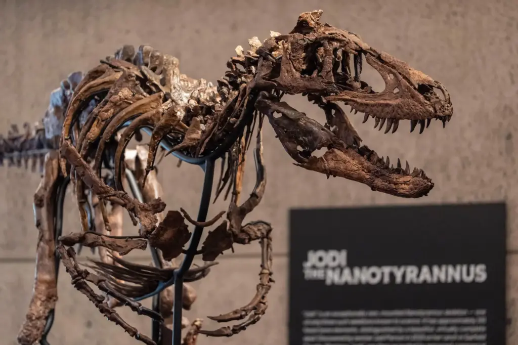 Jodi, a mounted Nanotyrannus skeleton, of the Cretaceous Period, approximately...
