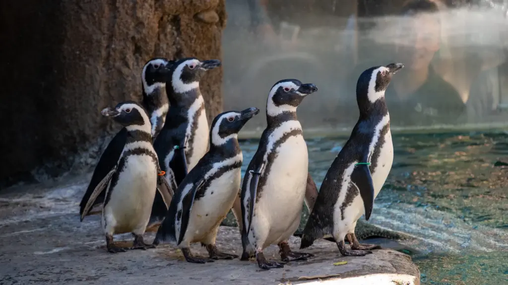 Six Magellanic penguins from the Long Beach Aquarium and SeaWorld...