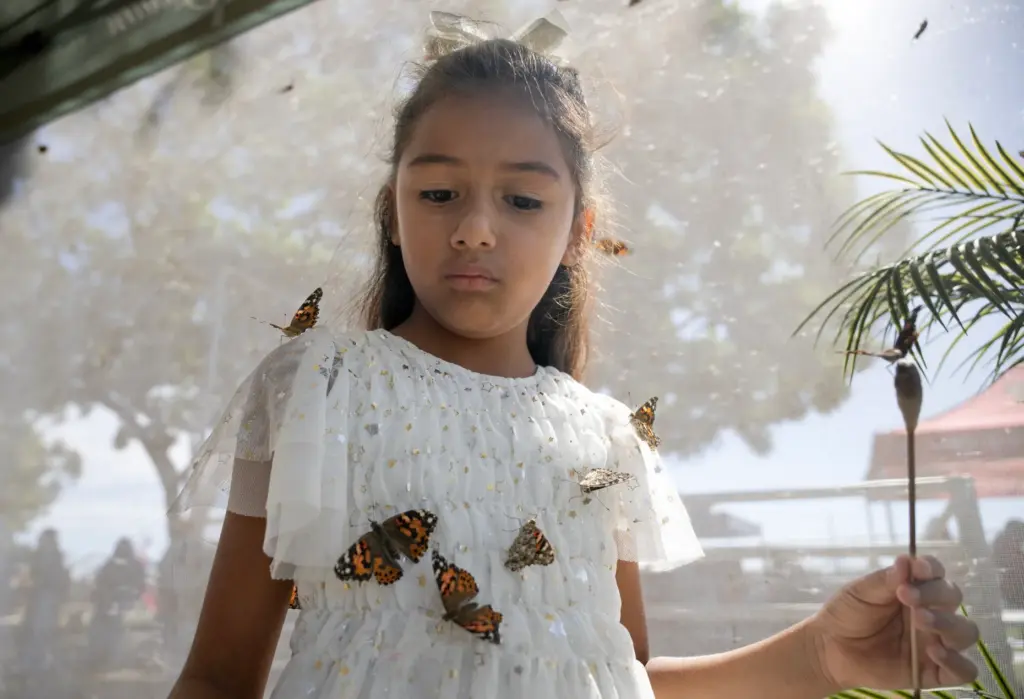 Isabella Toscano, 6, gently gathers butterflies inside a butterfly tent...